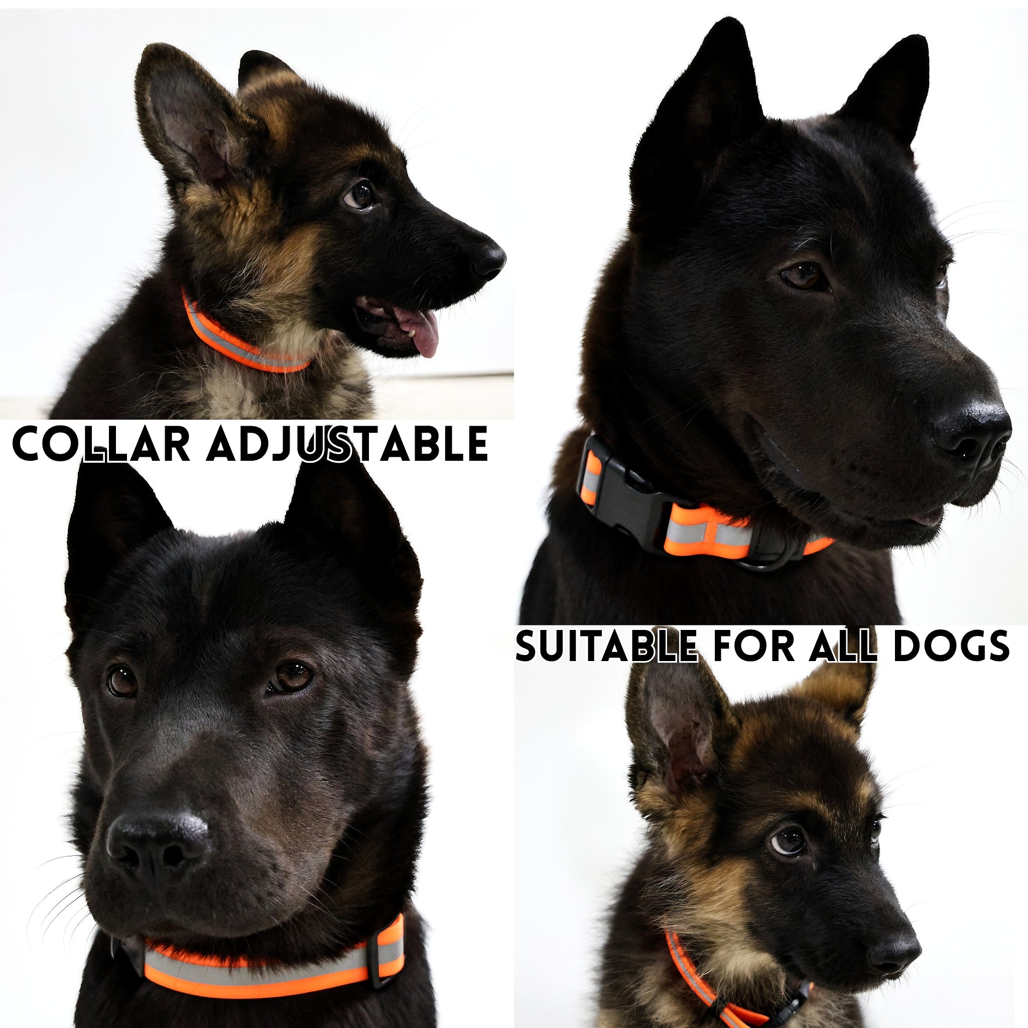 Reflective Leash Set — safety and style for every outdoor outing